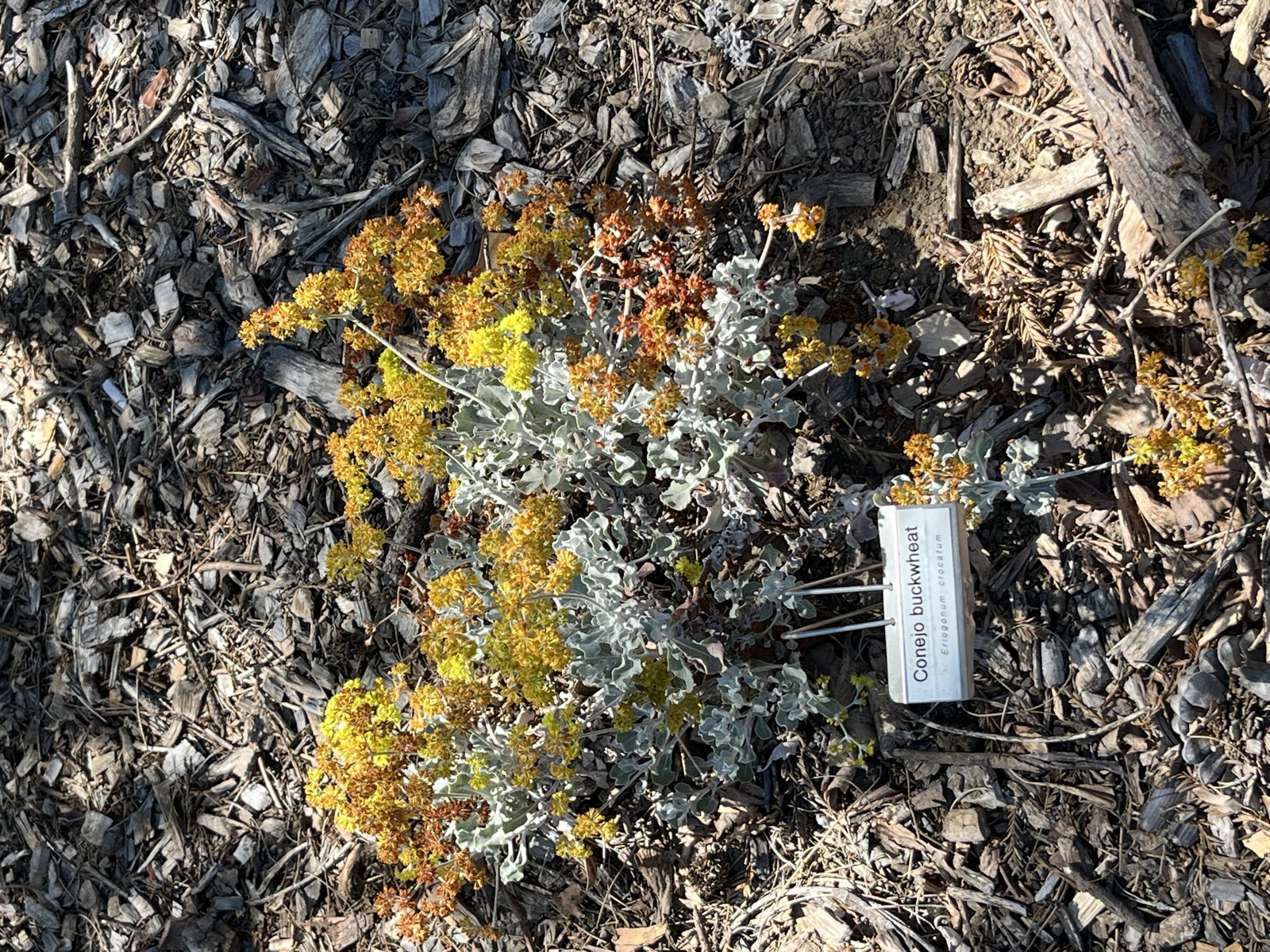 Conejo Buckwheat