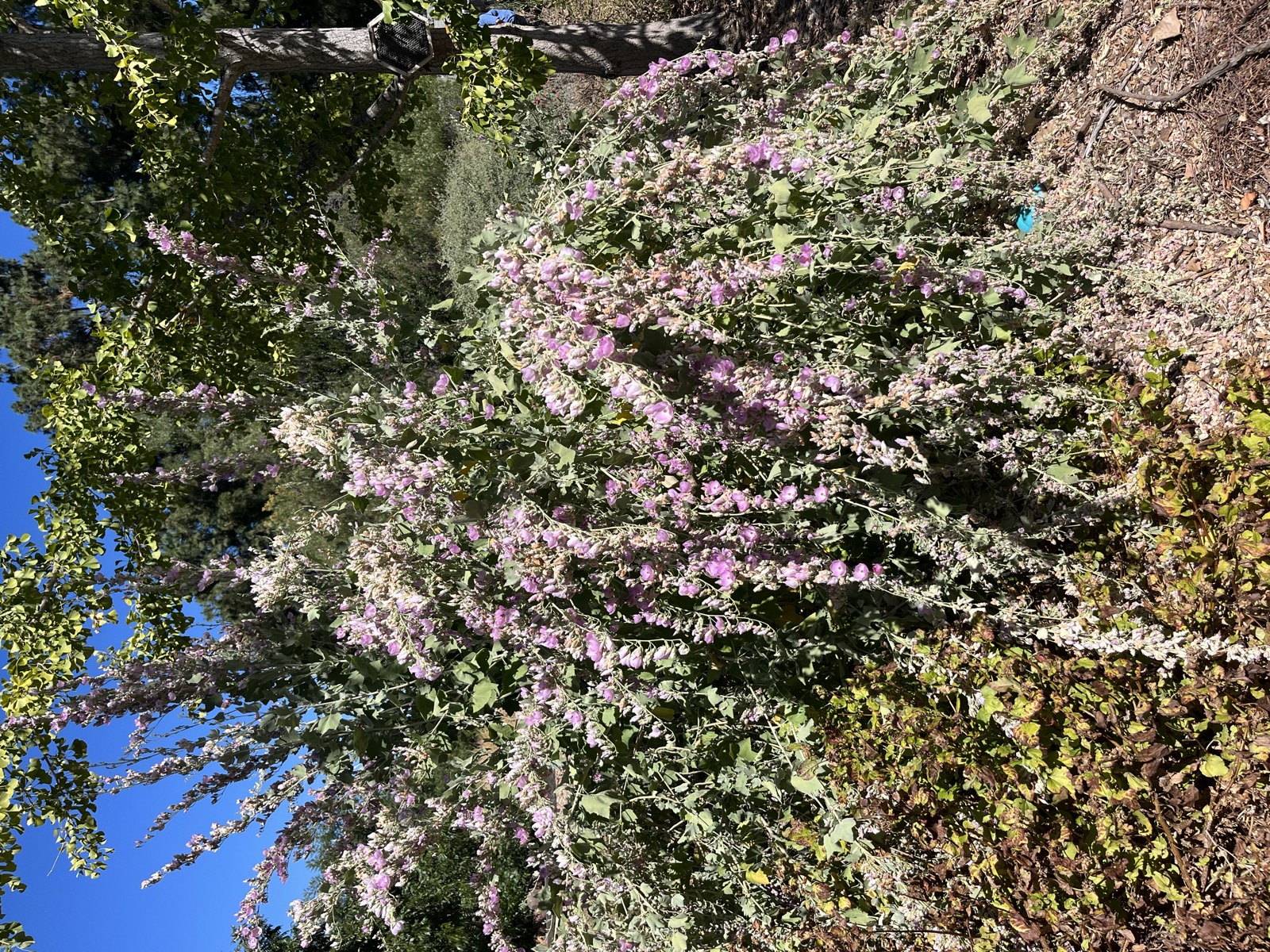 Mallow In Bloom