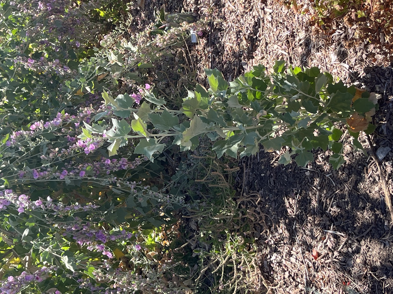 Mallow Volunteer